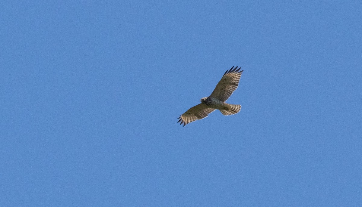 Red-shouldered Hawk - ML641157363