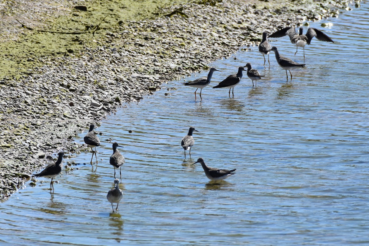 Lesser Yellowlegs - ML641157366