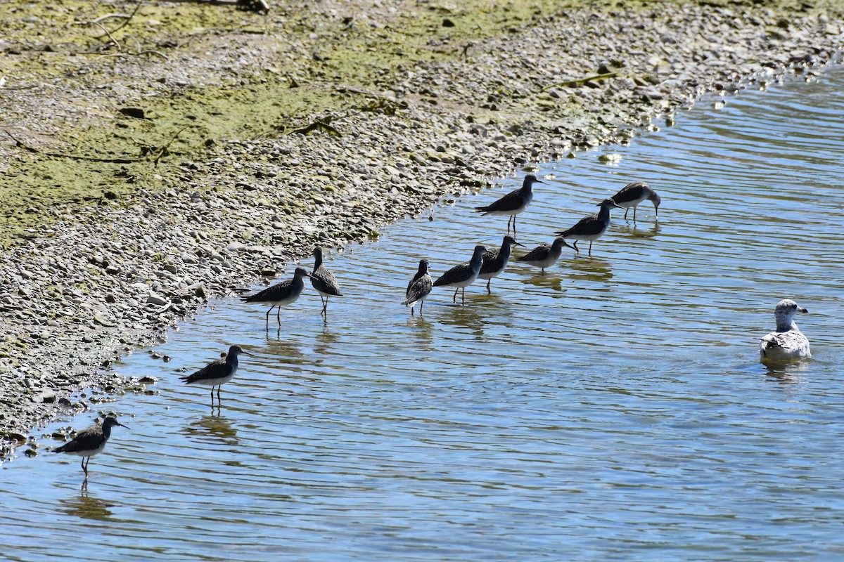 Lesser Yellowlegs - ML641157367