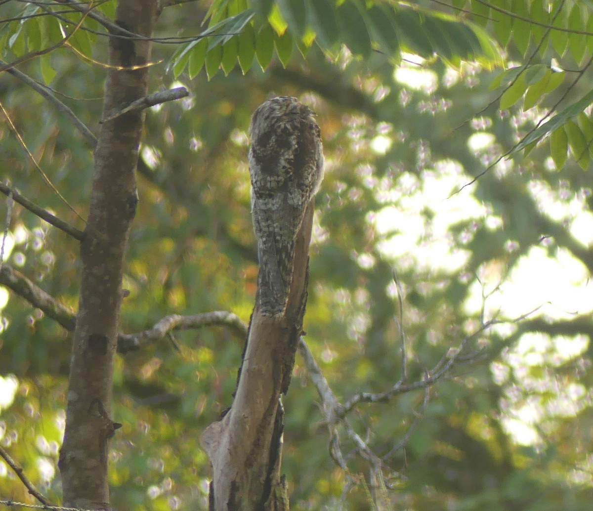Common Potoo - ML641157368