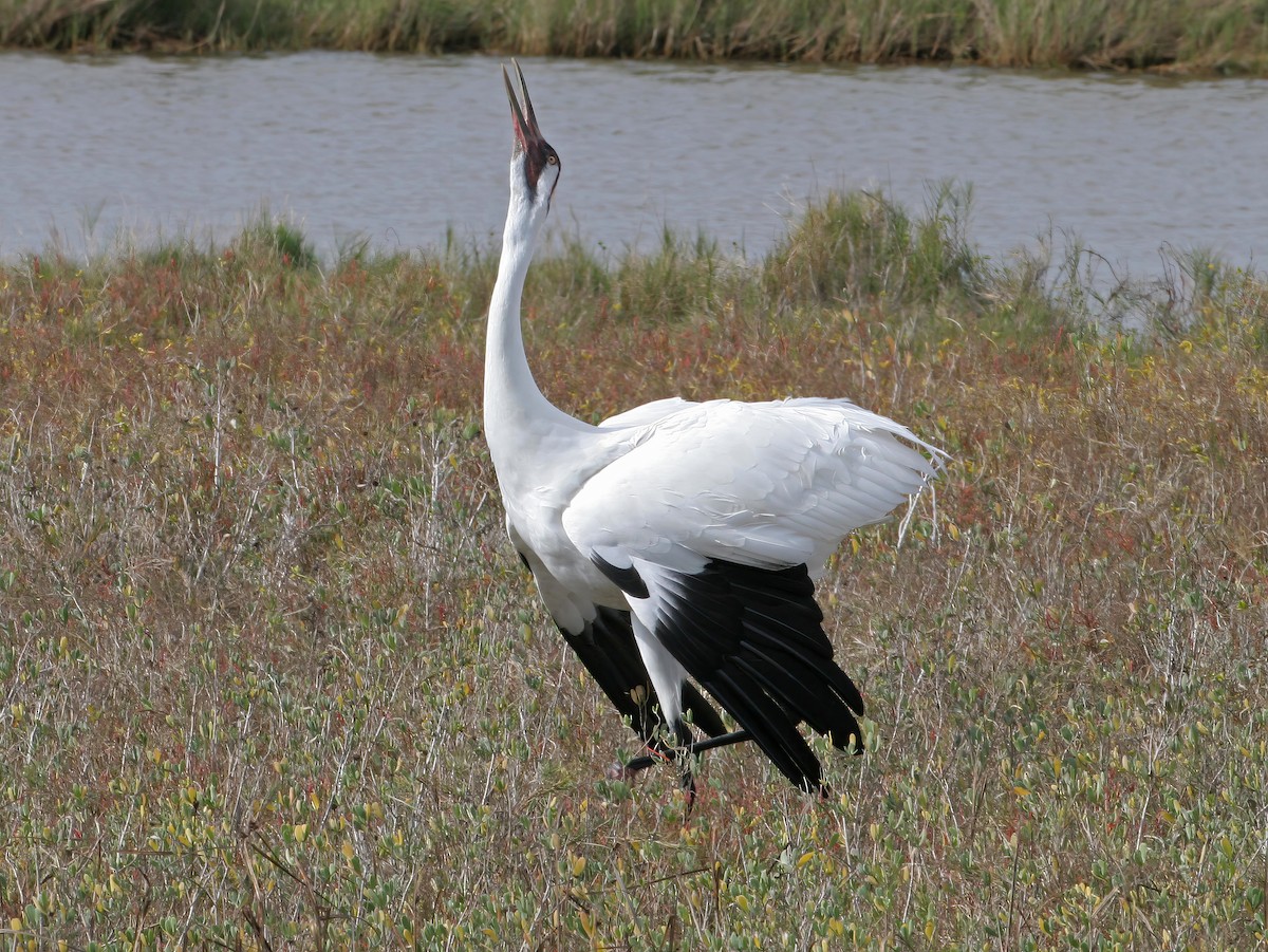 Whooping Crane - ML641157370