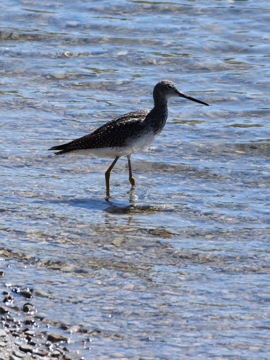 Greater Yellowlegs - ML641157372