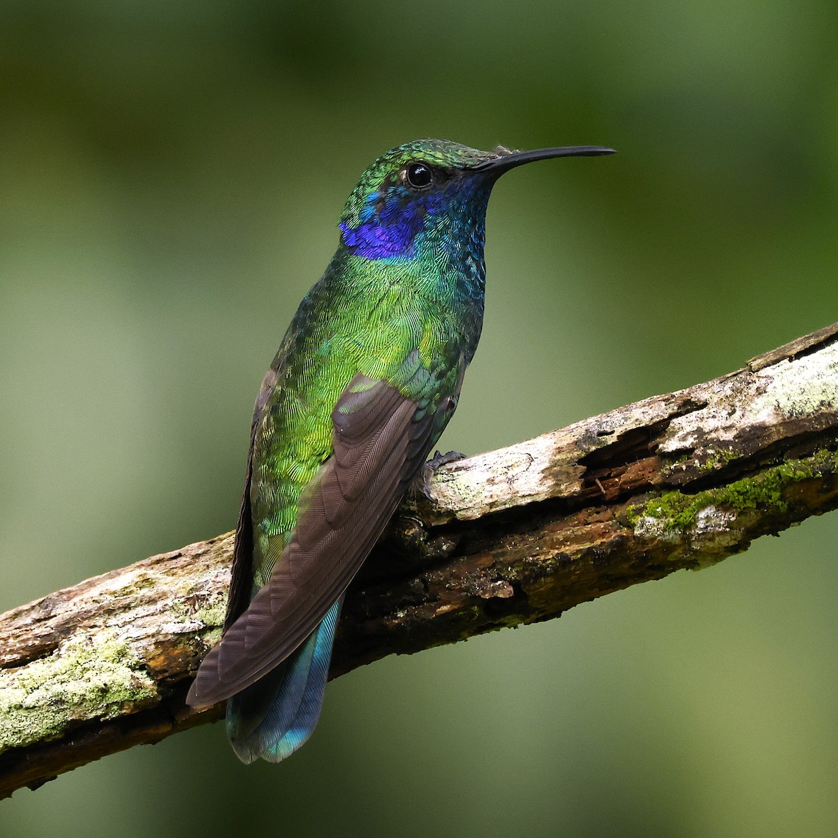 Colibri thalassin - ML641157378