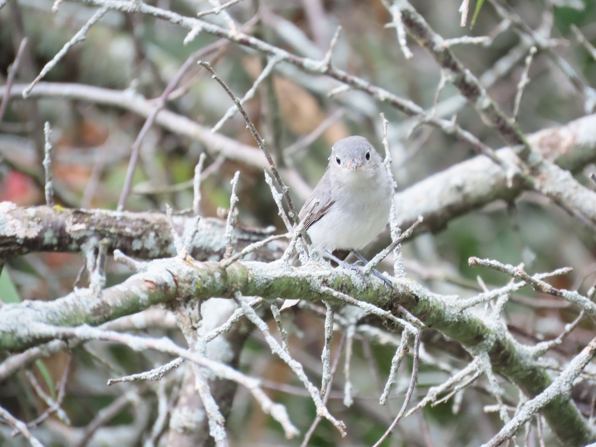 Blue-gray Gnatcatcher - ML641157379