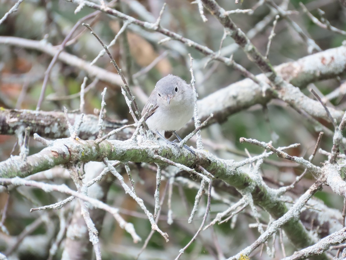Blue-gray Gnatcatcher - ML641157382