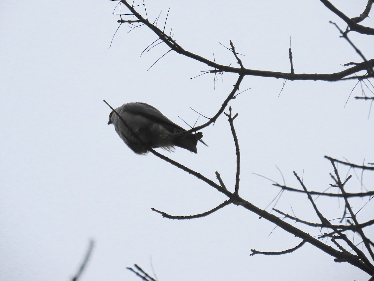 Mississippi Kite - ML641157383