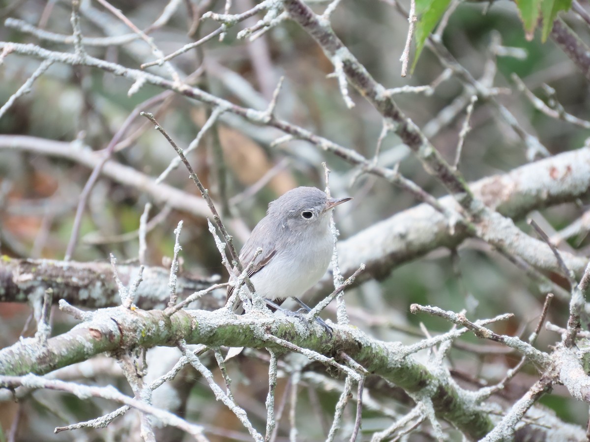 Blue-gray Gnatcatcher - ML641157386