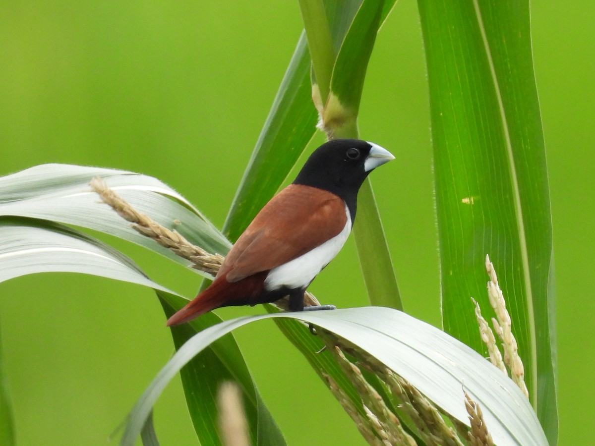 Tricolored Munia - ML641157387