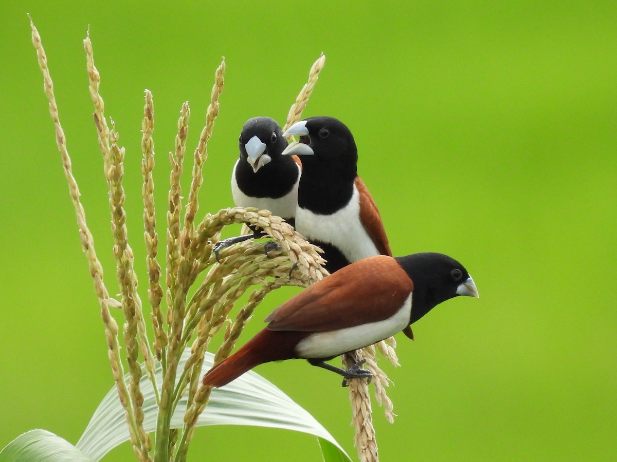 Tricolored Munia - ML641157388