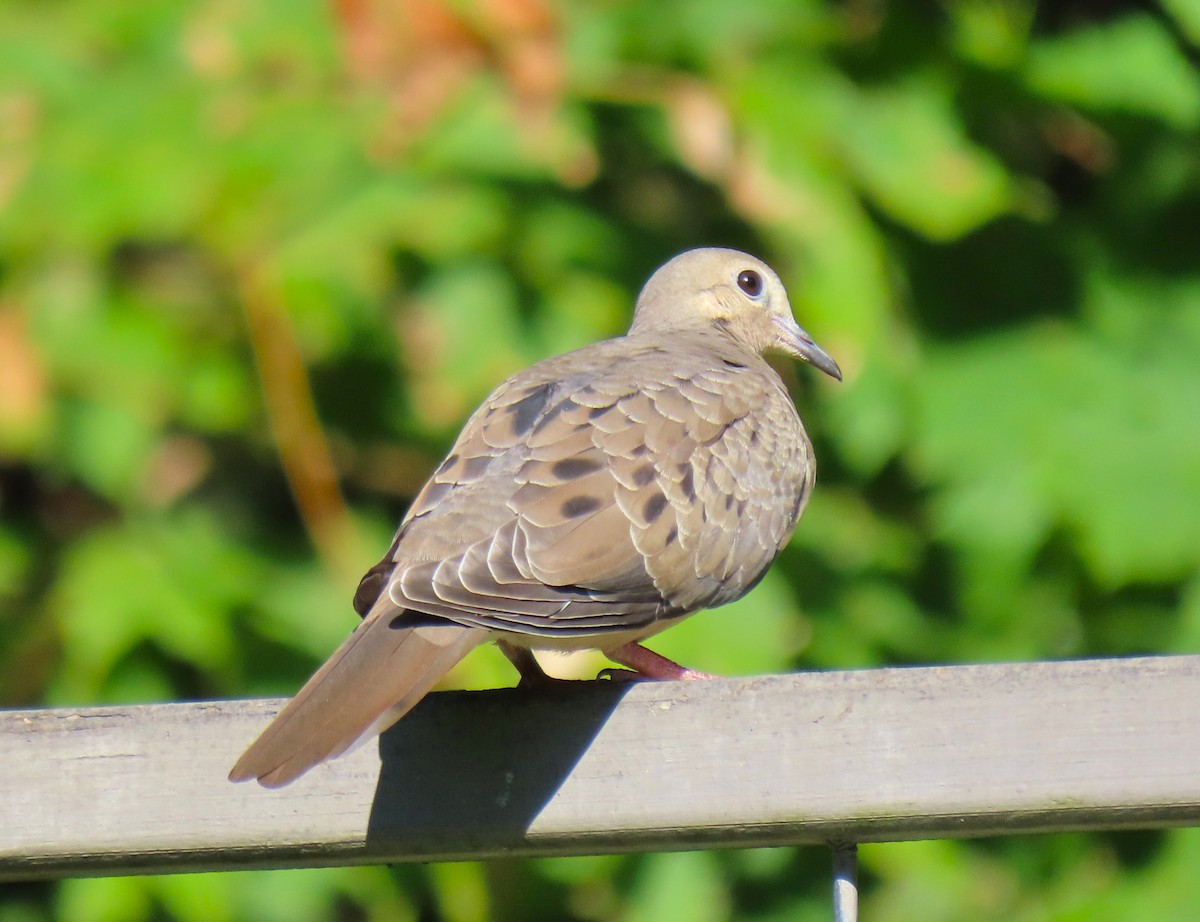 Mourning Dove - ML641157391