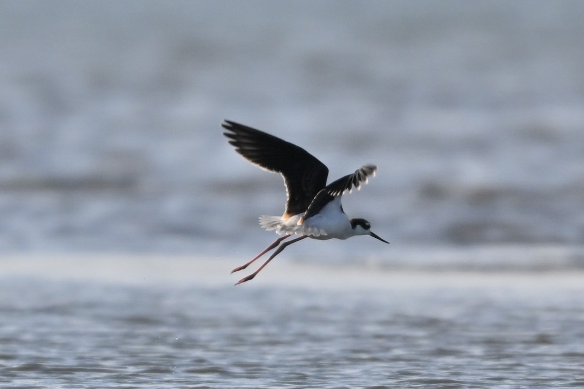 Black-necked Stilt - ML641157396