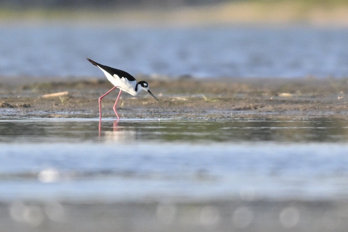 Black-necked Stilt - ML641157397