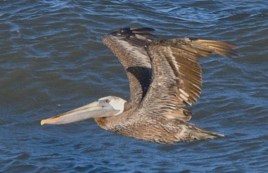 Brown Pelican - ML641157401