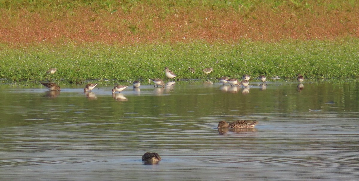 Calidris sp. (petit bécasseau sp.) - ML641157402