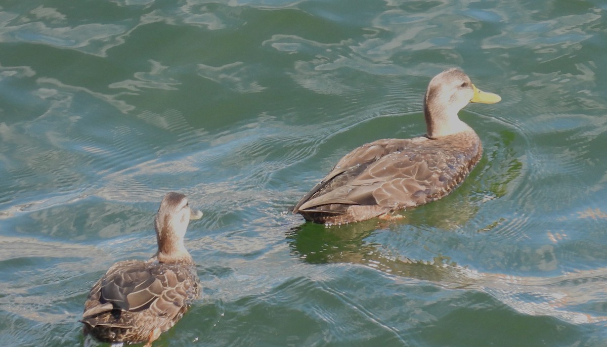 Esmer Ördek - ML641157412