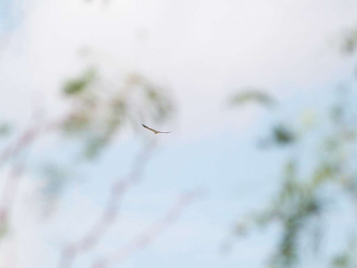 Swainson's Hawk - ML641157415