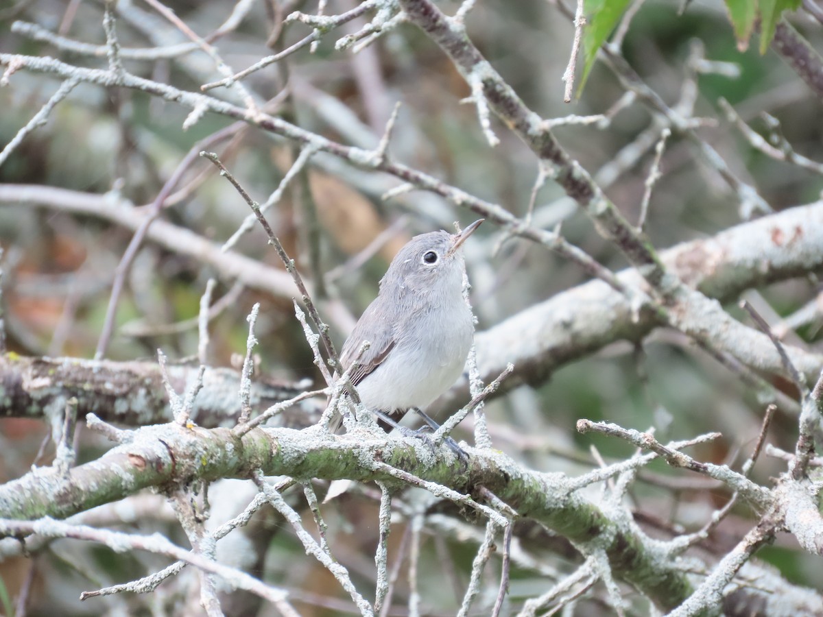 Blue-gray Gnatcatcher - ML641157417