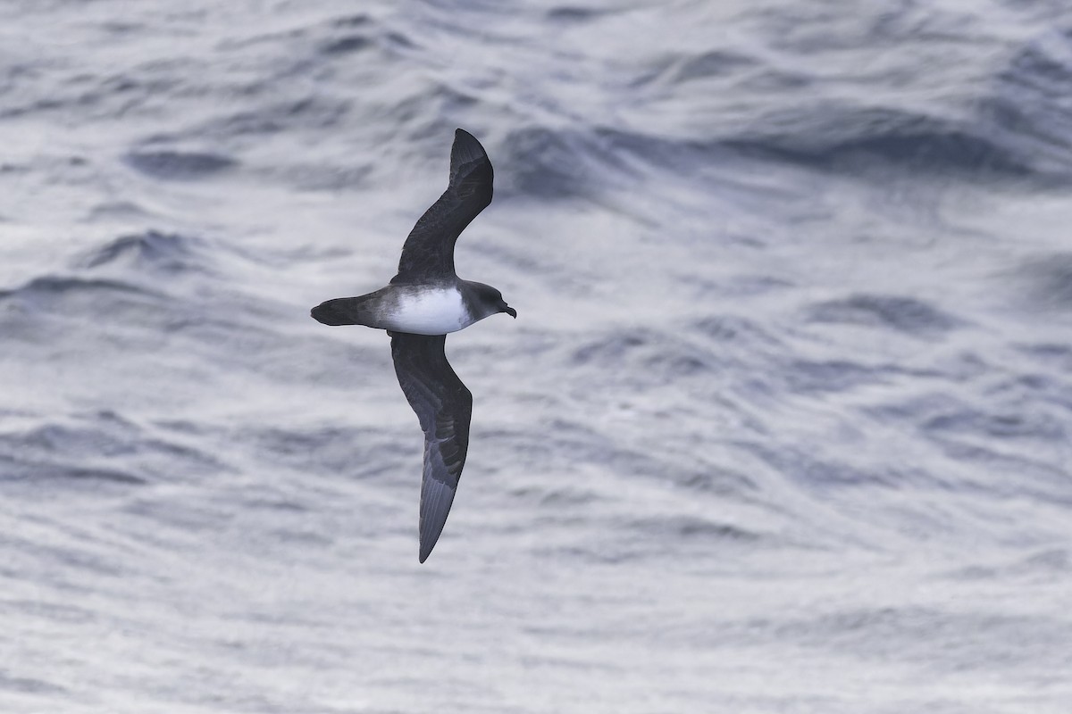 Atlantic Petrel - ML641157430