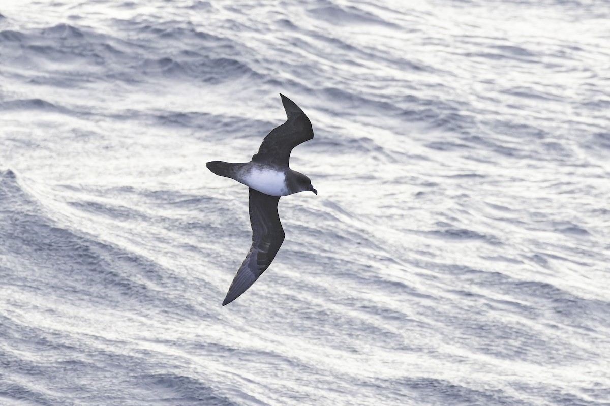 Atlantic Petrel - ML641157431