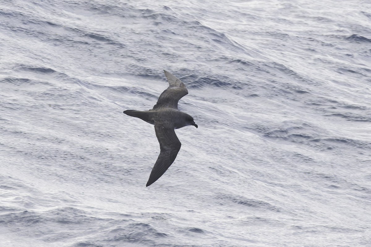 Atlantic Petrel - ML641157432
