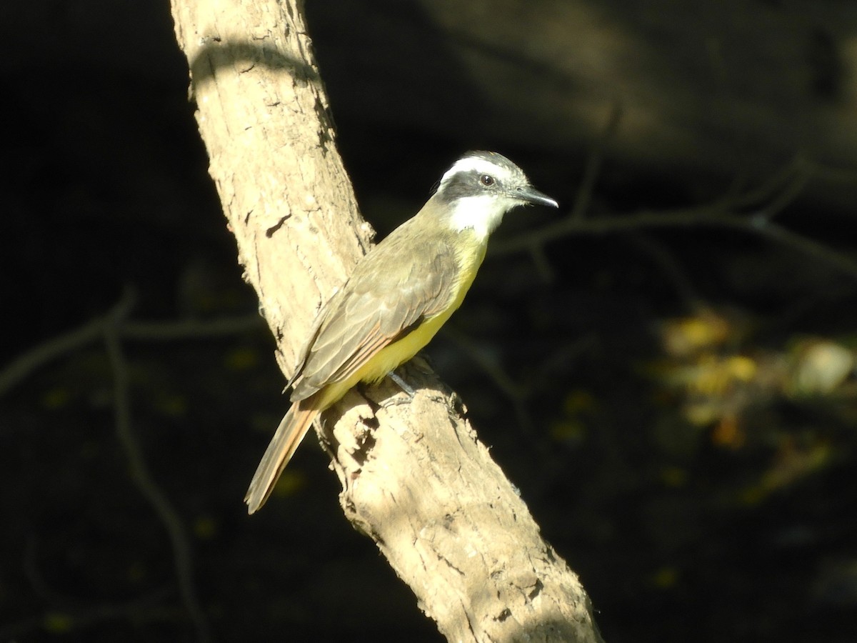 Lesser Kiskadee - ML641157437