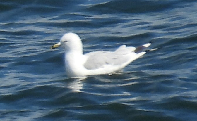 Halkalı Martı - ML641157462
