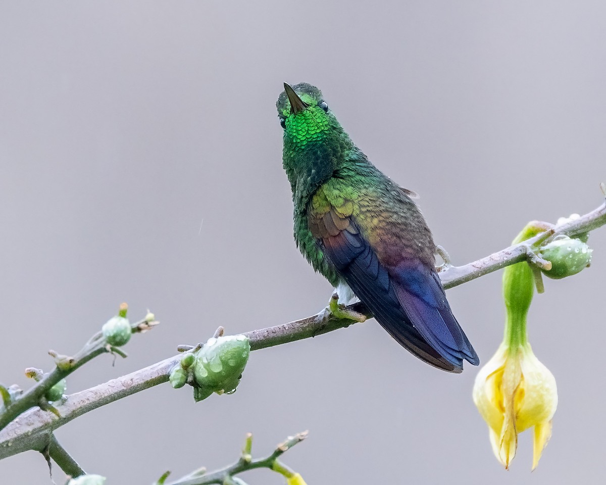 Blue-tailed Hummingbird - ML641157464