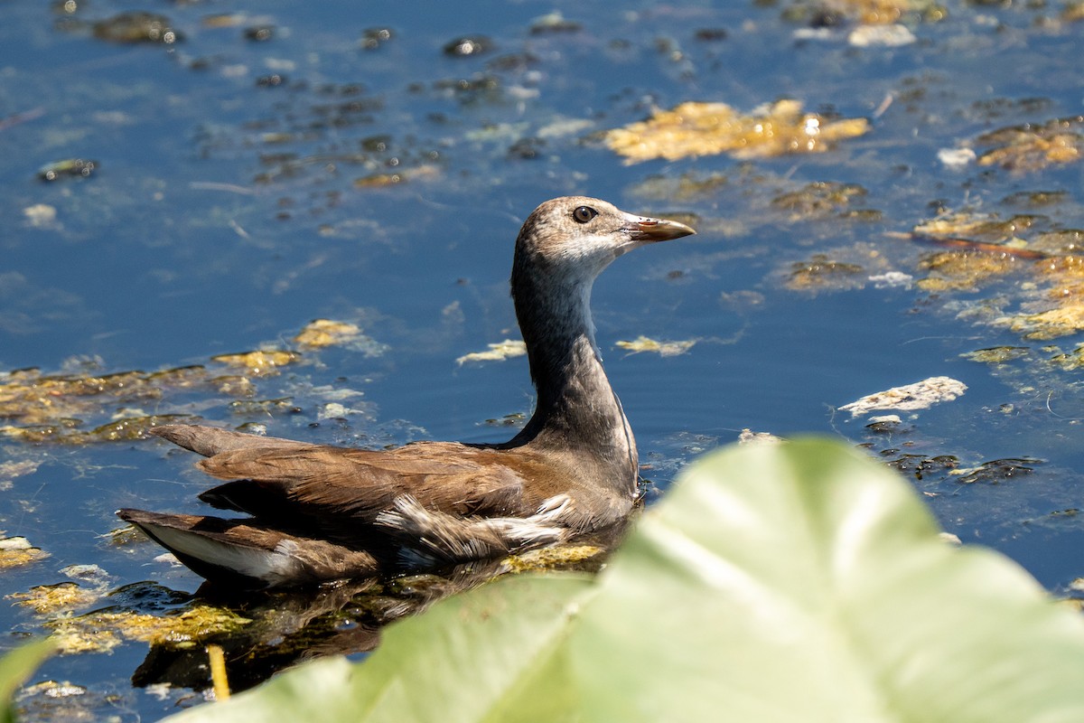 Common Gallinule - ML641157466