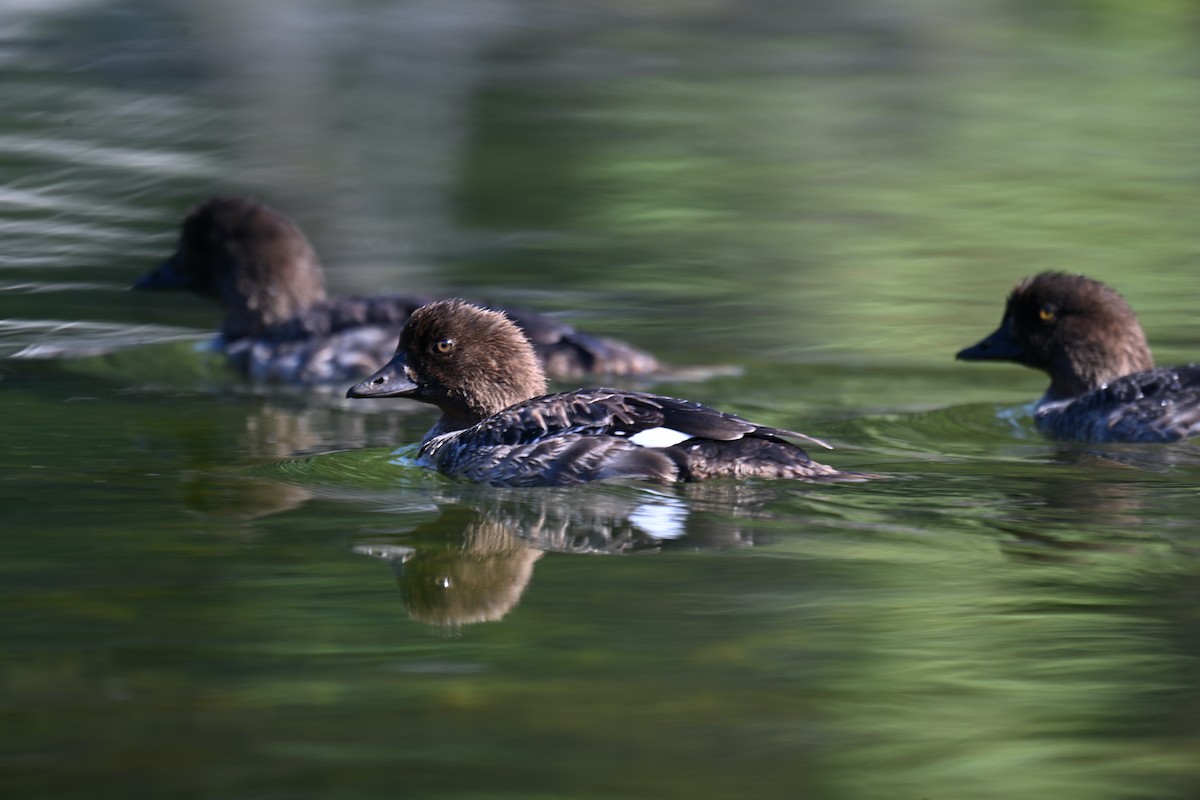 Barrow's Goldeneye - ML641157480