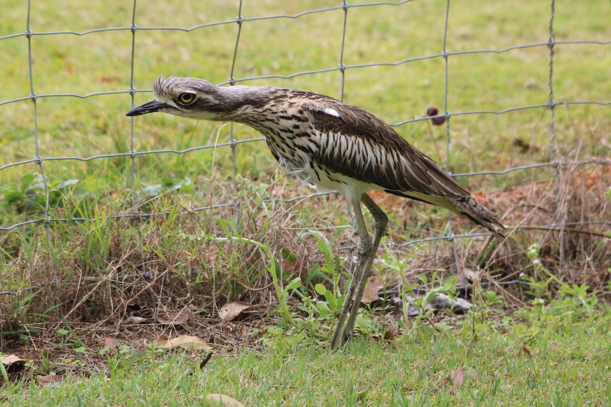 Bush Thick-knee - ML641157502