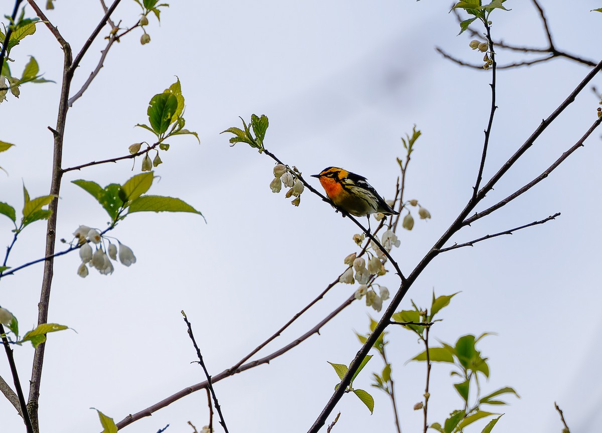 Blackburnian Warbler - ML641157534
