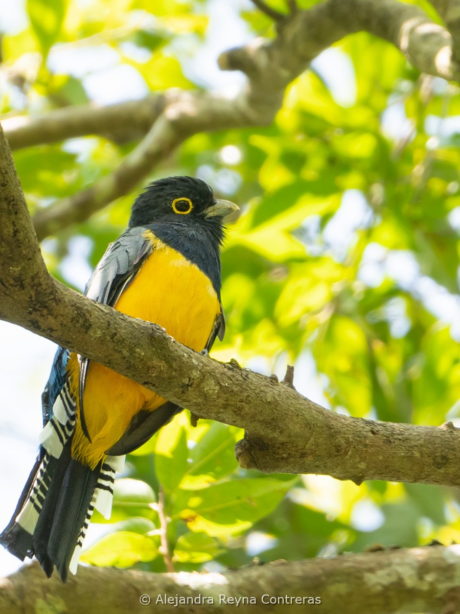 trogon podvazkový - ML641157537