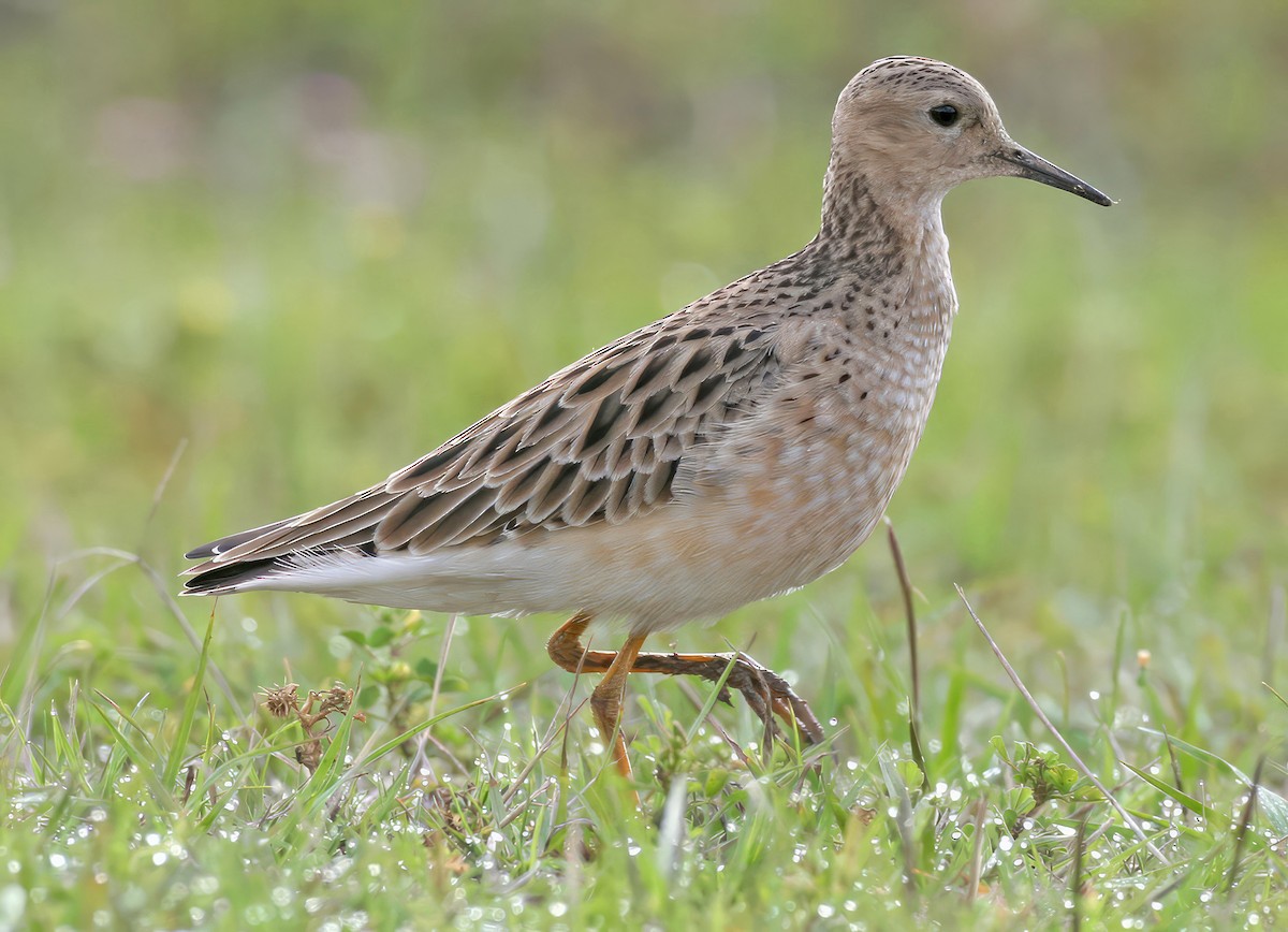 Buff-breasted Sandpiper - ML641157544