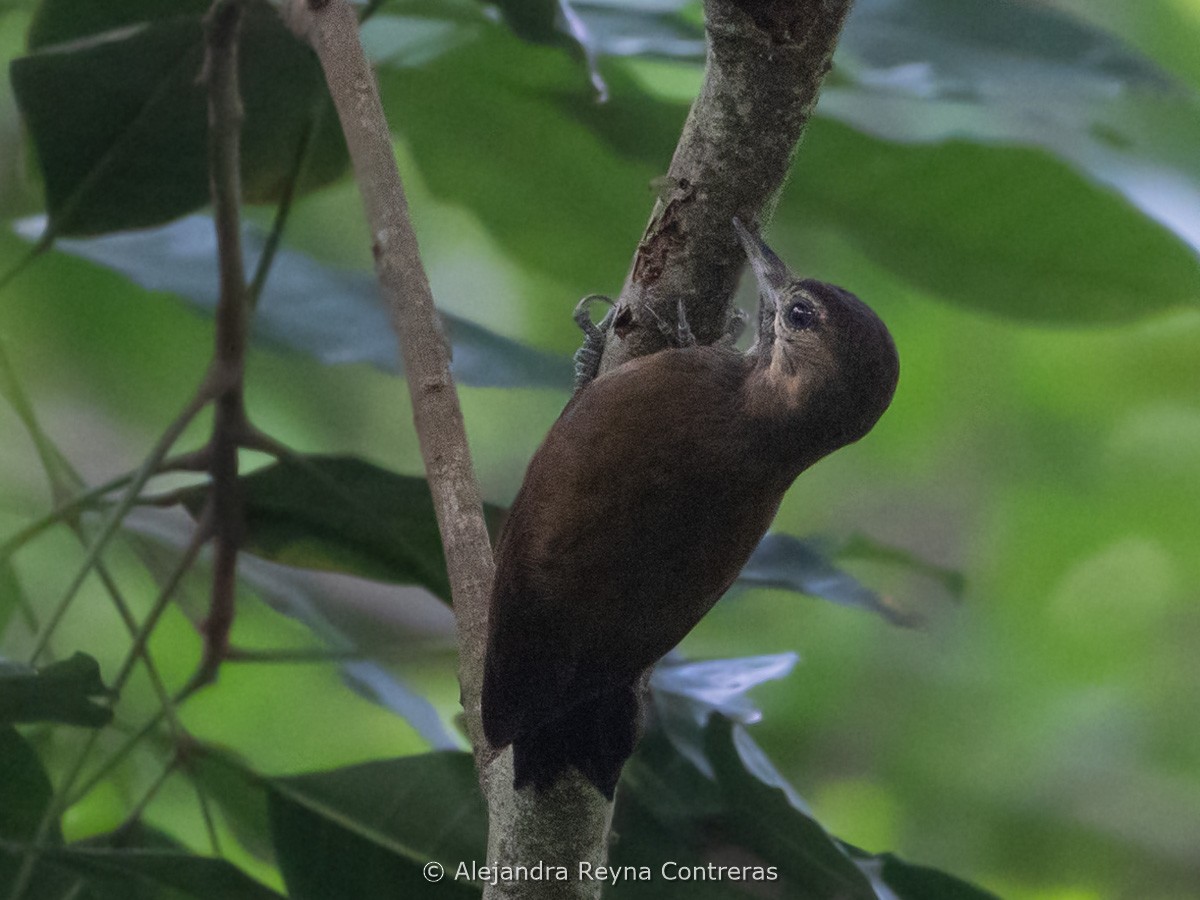 skrakapoud nahnědlý - ML641157546