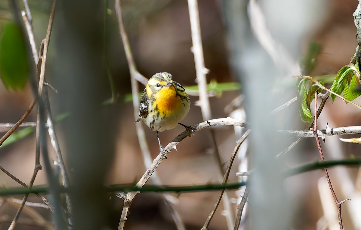 Blackburnian Warbler - ML641157564