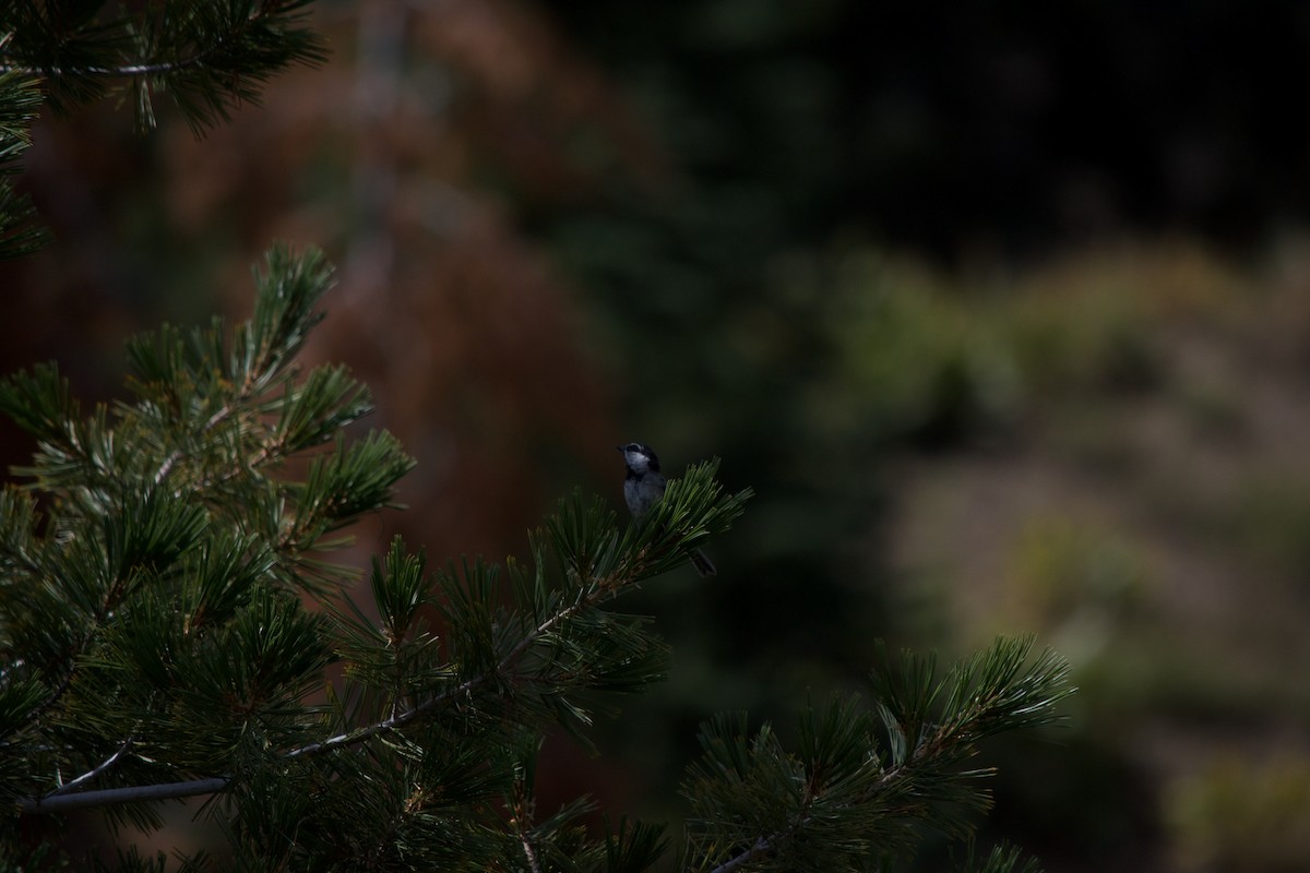 Mésange de Gambel - ML641157571
