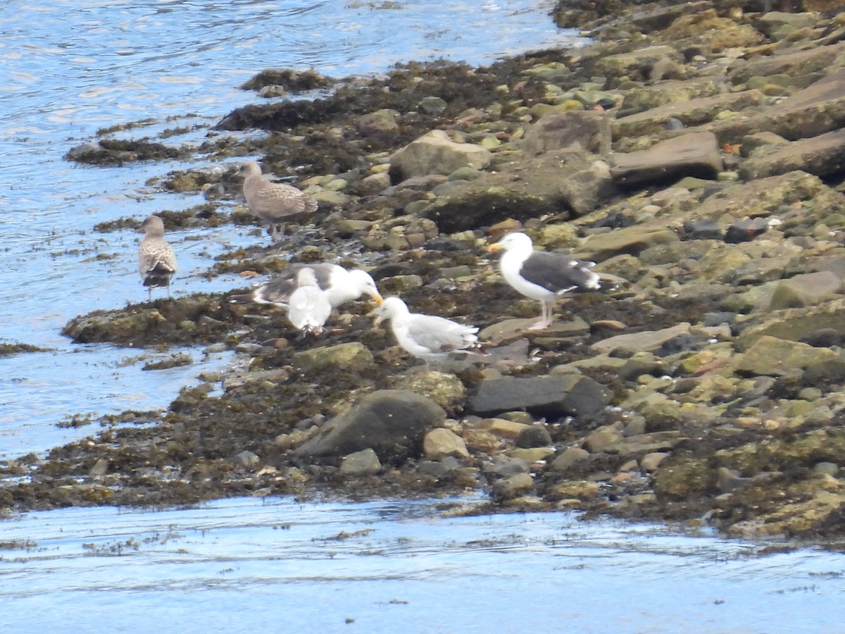 Büyük Kara Sırtlı Martı - ML641157572