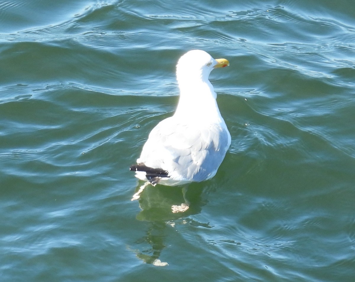 Amerika Gümüş Martısı - ML641157576