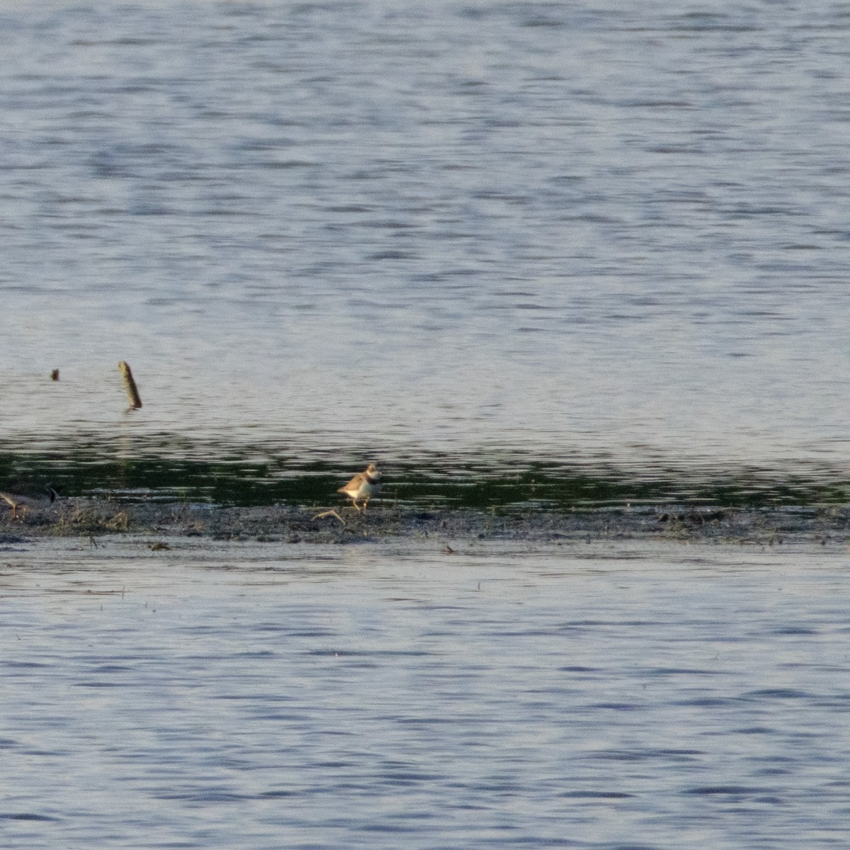 Semipalmated Plover - ML641157597