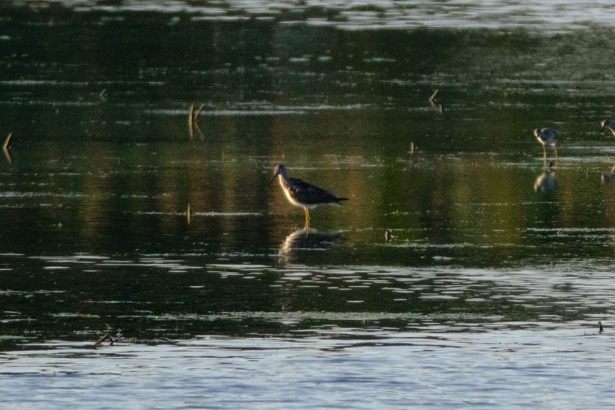 Greater Yellowlegs - ML641157601