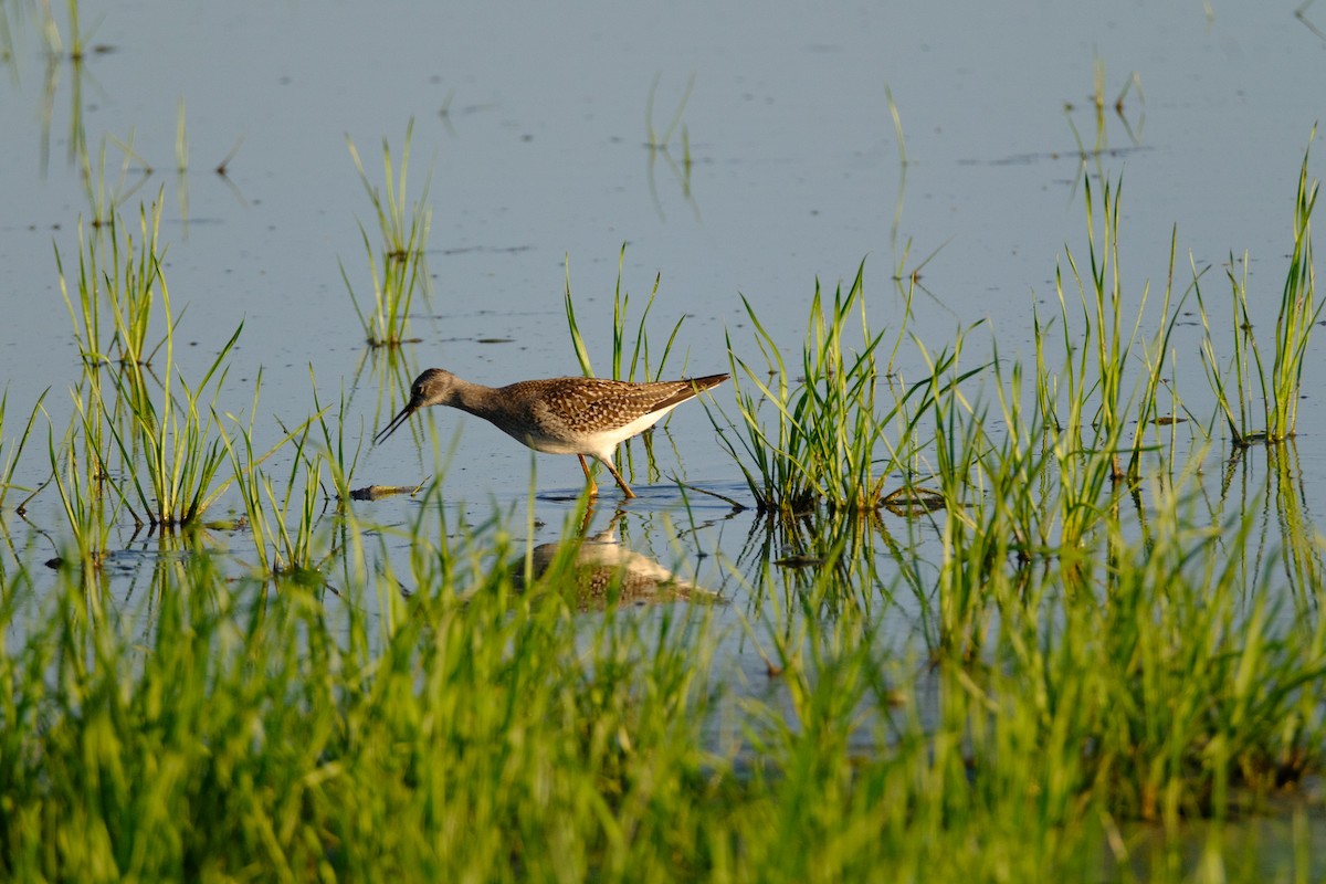 Lesser Yellowlegs - ML641157605