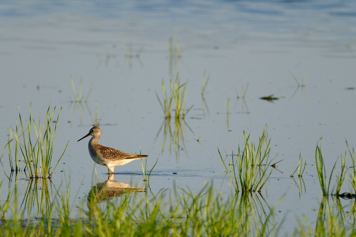 Lesser Yellowlegs - ML641157606