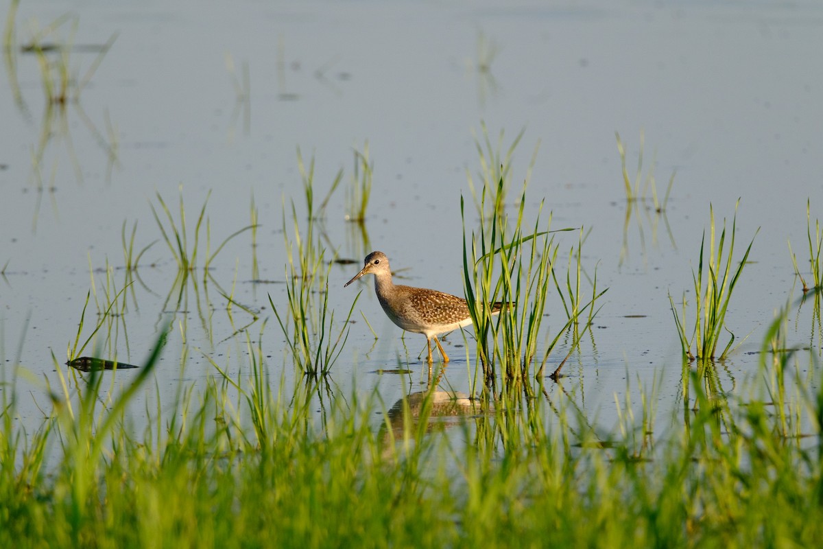Lesser Yellowlegs - ML641157607