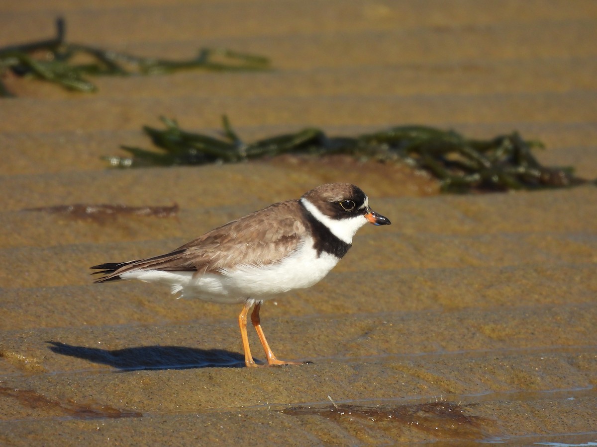 Semipalmated Plover - ML641157608