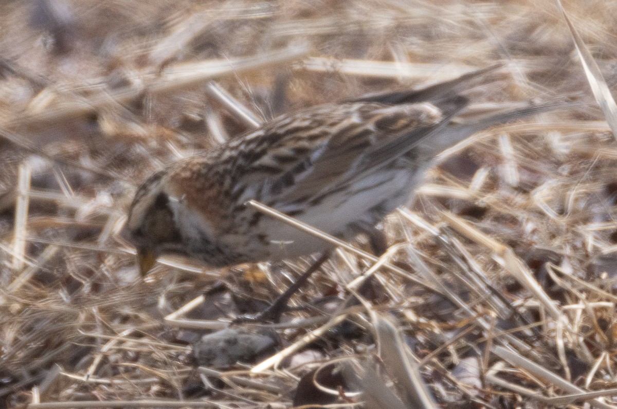 Lapland Longspur - ML641157609