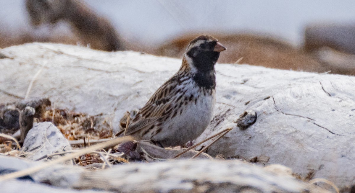 Lapland Longspur - ML641157611