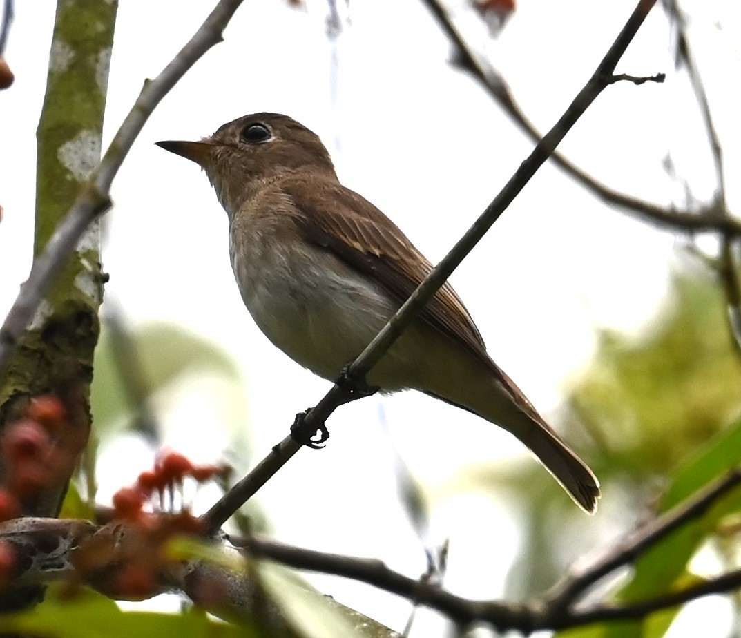 Brown-streaked Flycatcher - ML641157612