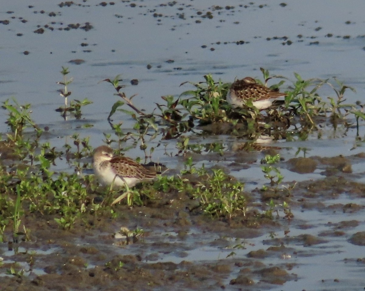 Calidris sp. (petit bécasseau sp.) - ML641157641