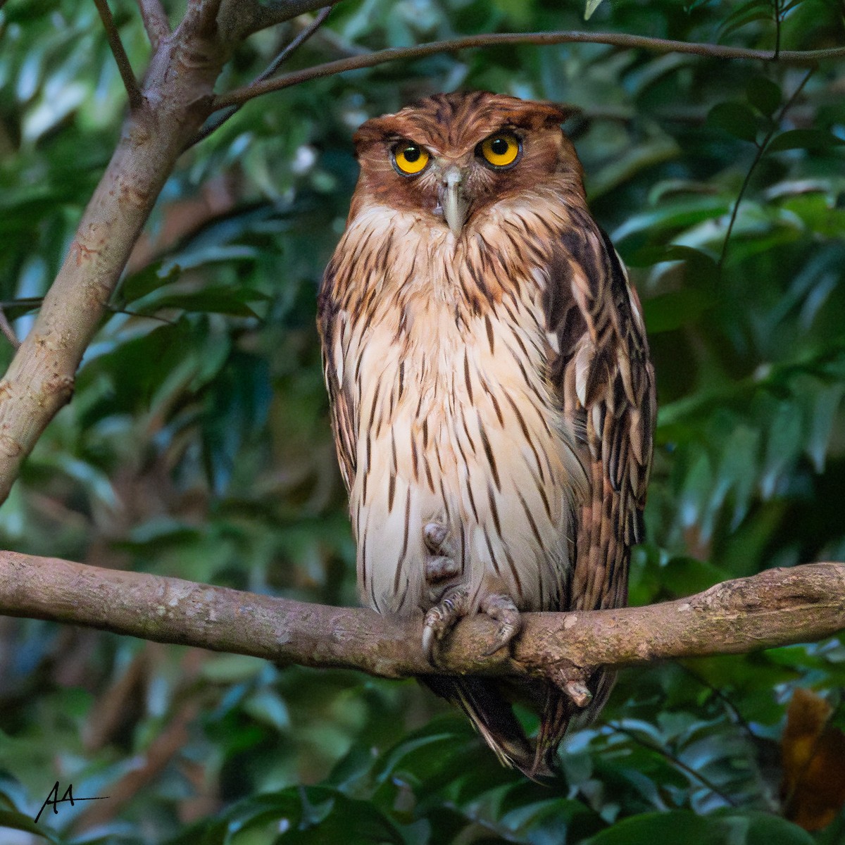 Philippine Eagle-Owl - ML641157646