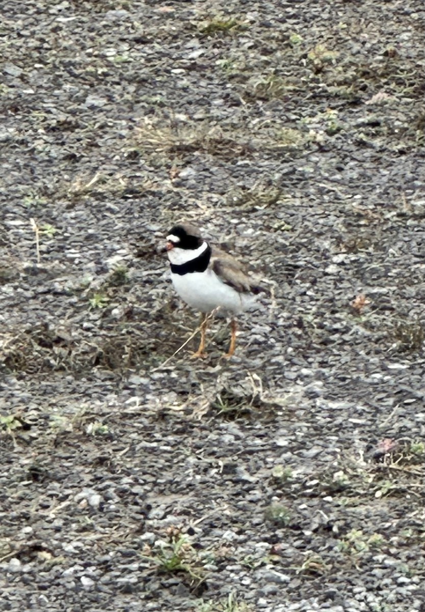 Semipalmated Plover - ML641157660